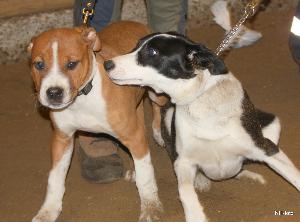 hunde_trning_2010-2011_3.jpg