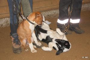 hunde_trning_2010-2011_4.jpg