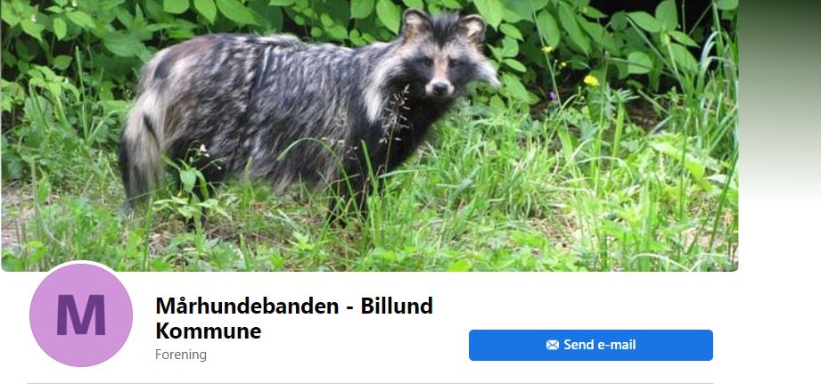 mårhund.JPG